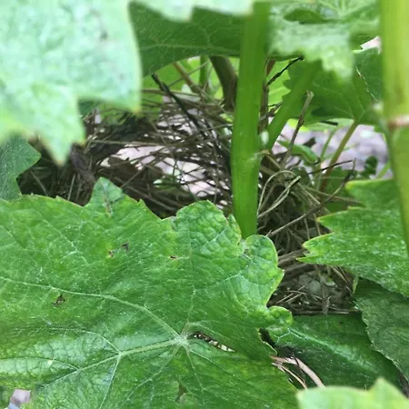 Entre Angers Et Saumur - Maison Mima 펜션 Le Champ-sur-Layon