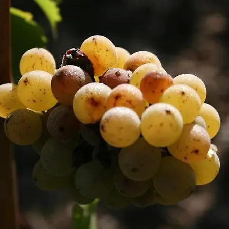 펜션 Entre Angers Et Saumur - Maison Mima Le Champ-sur-Layon
