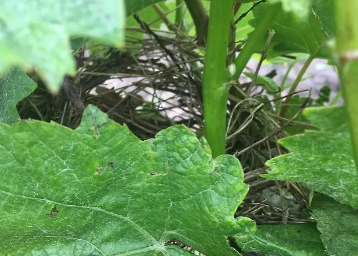 Entre Angers Et Saumur - Maison Mima Dom wakacyjny Le Champ-sur-Layon