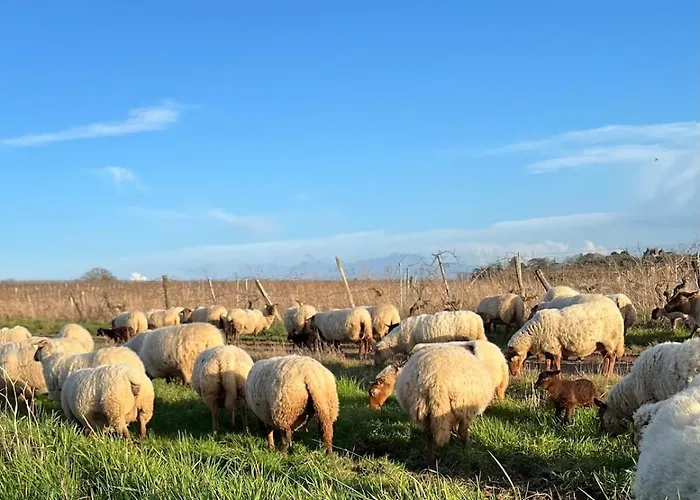 Entre Angers Et Saumur - Maison Mima * Le Champ-sur-Layon